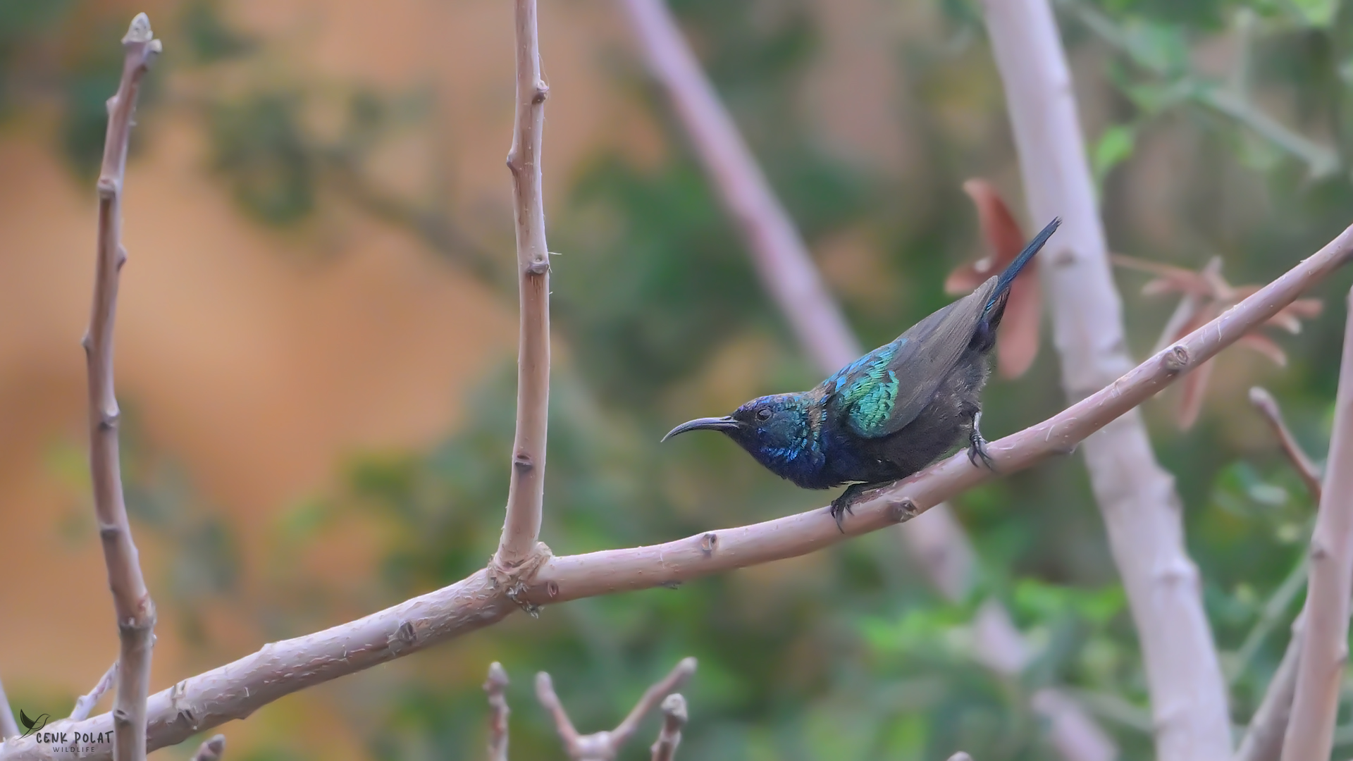 Palestine Sunbird
